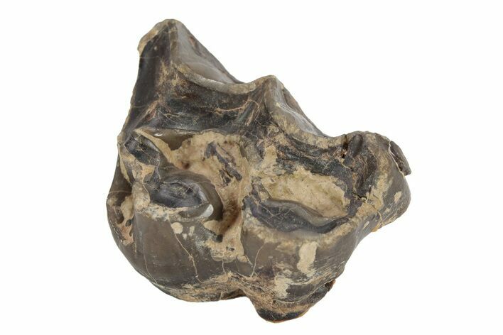 Fossil Eocene Mammal (Plagiolophus) Molar - France #248663